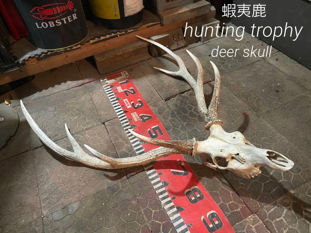 蝦夷鹿hunting trophy（deer skull）