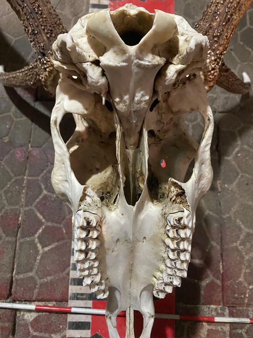 蝦夷鹿hunting trophy（deer skull）