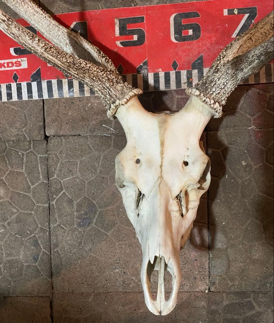 蝦夷鹿hunting trophy（deer skull）
