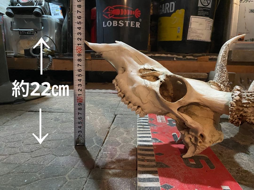 蝦夷鹿hunting trophy（deer skull）