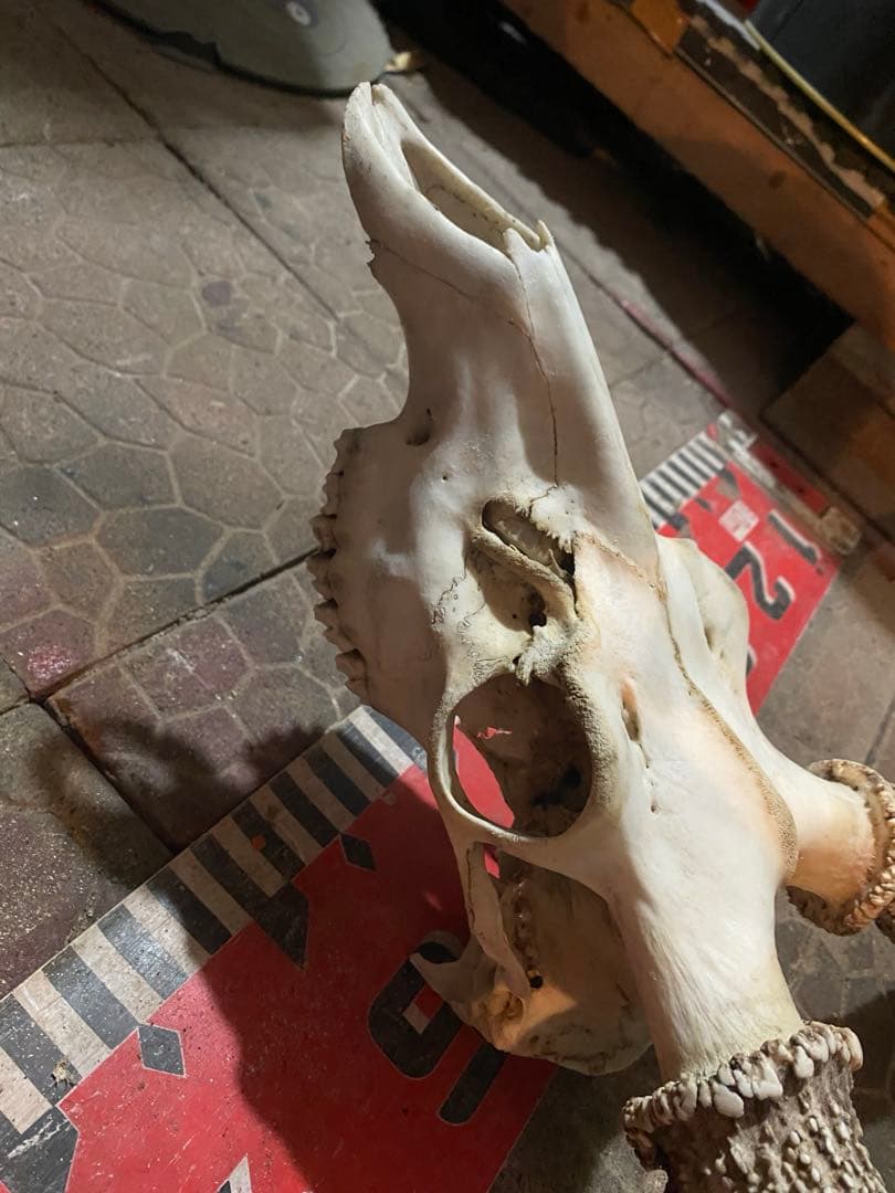 蝦夷鹿hunting trophy（deer skull）