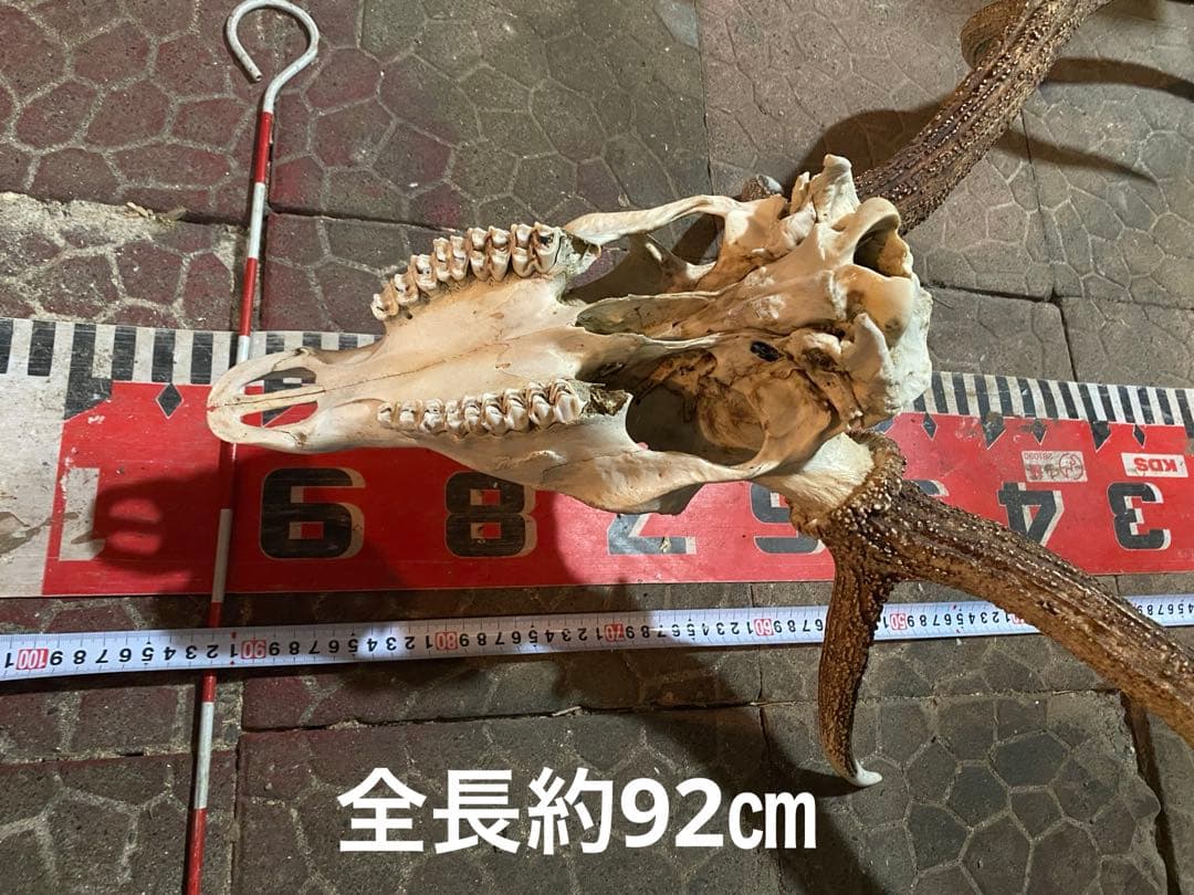 蝦夷鹿hunting trophy（deer skull）
