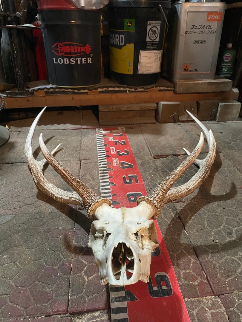 蝦夷鹿hunting trophy（deer skull）