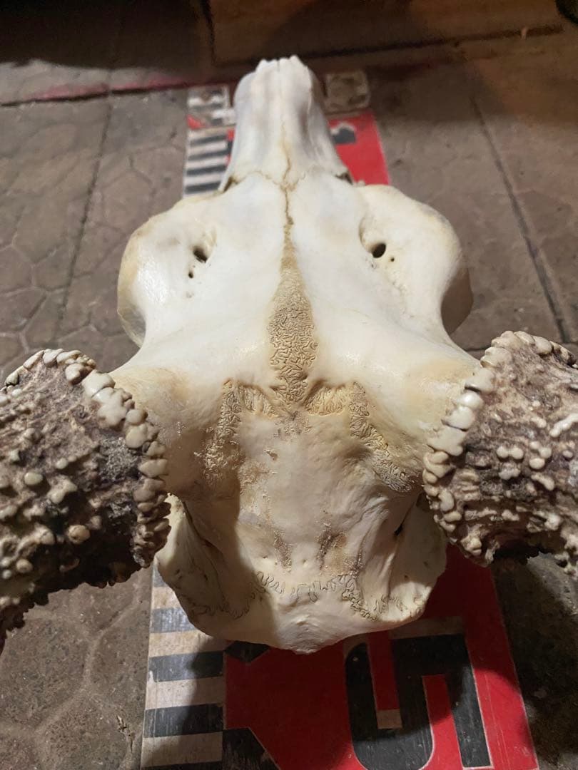 蝦夷鹿hunting trophy（deer skull）