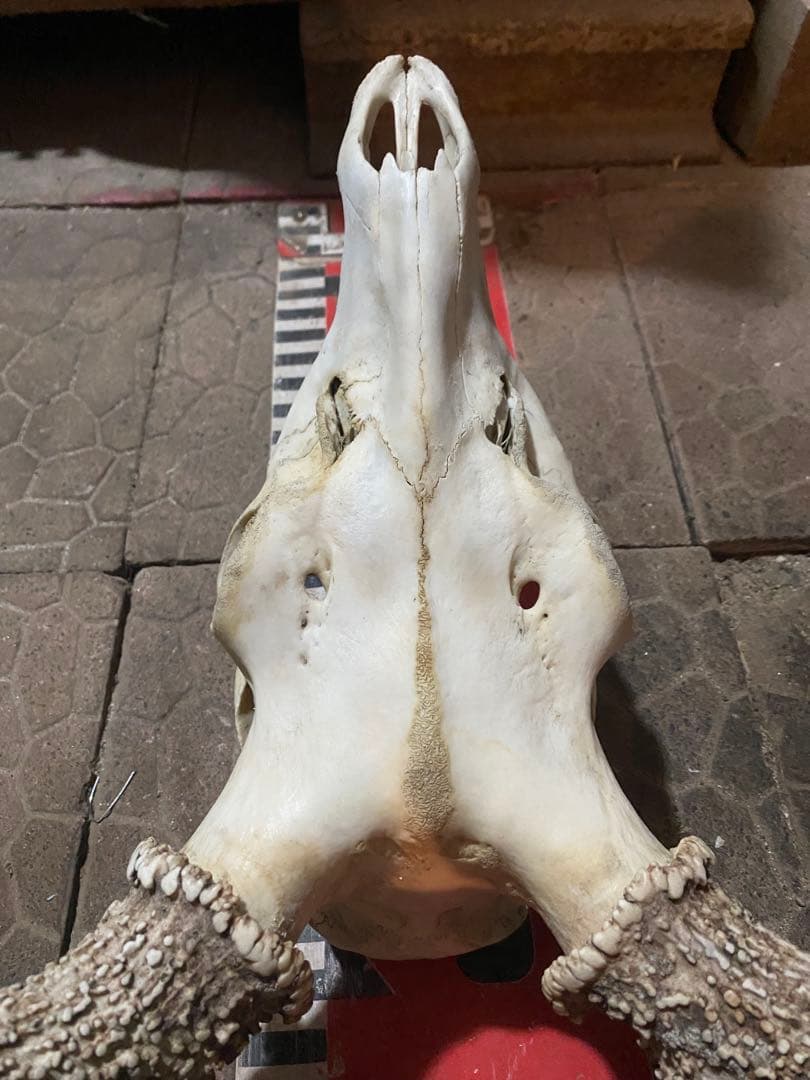 蝦夷鹿hunting trophy（deer skull）