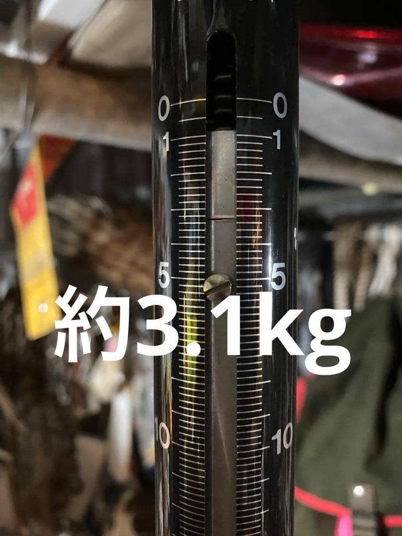 蝦夷鹿hunting trophy（deer skull）