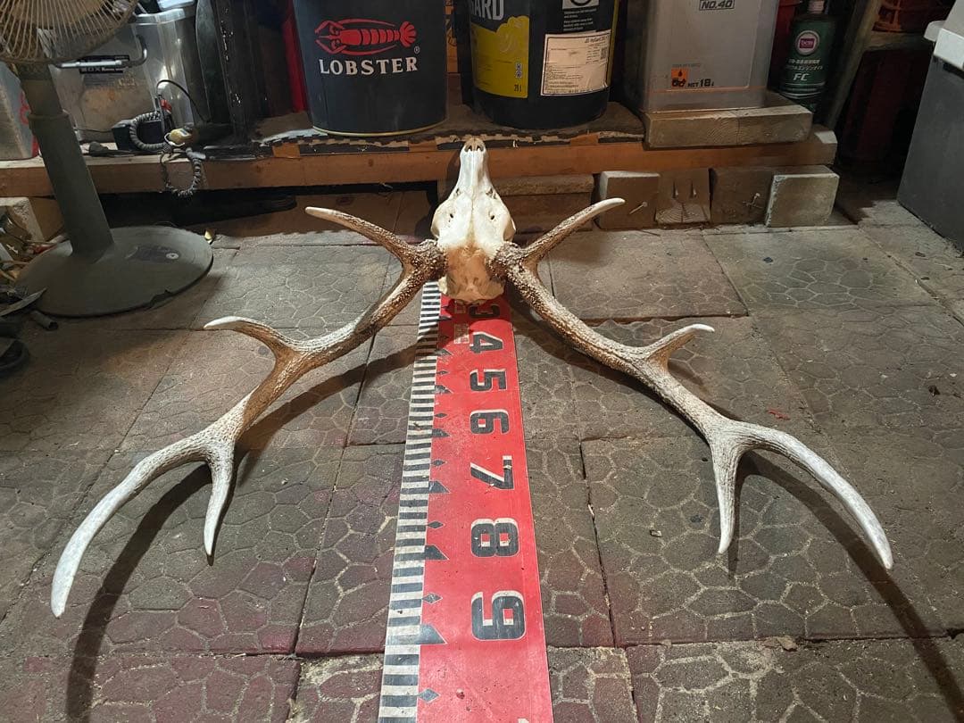 蝦夷鹿hunting trophy（deer skull）