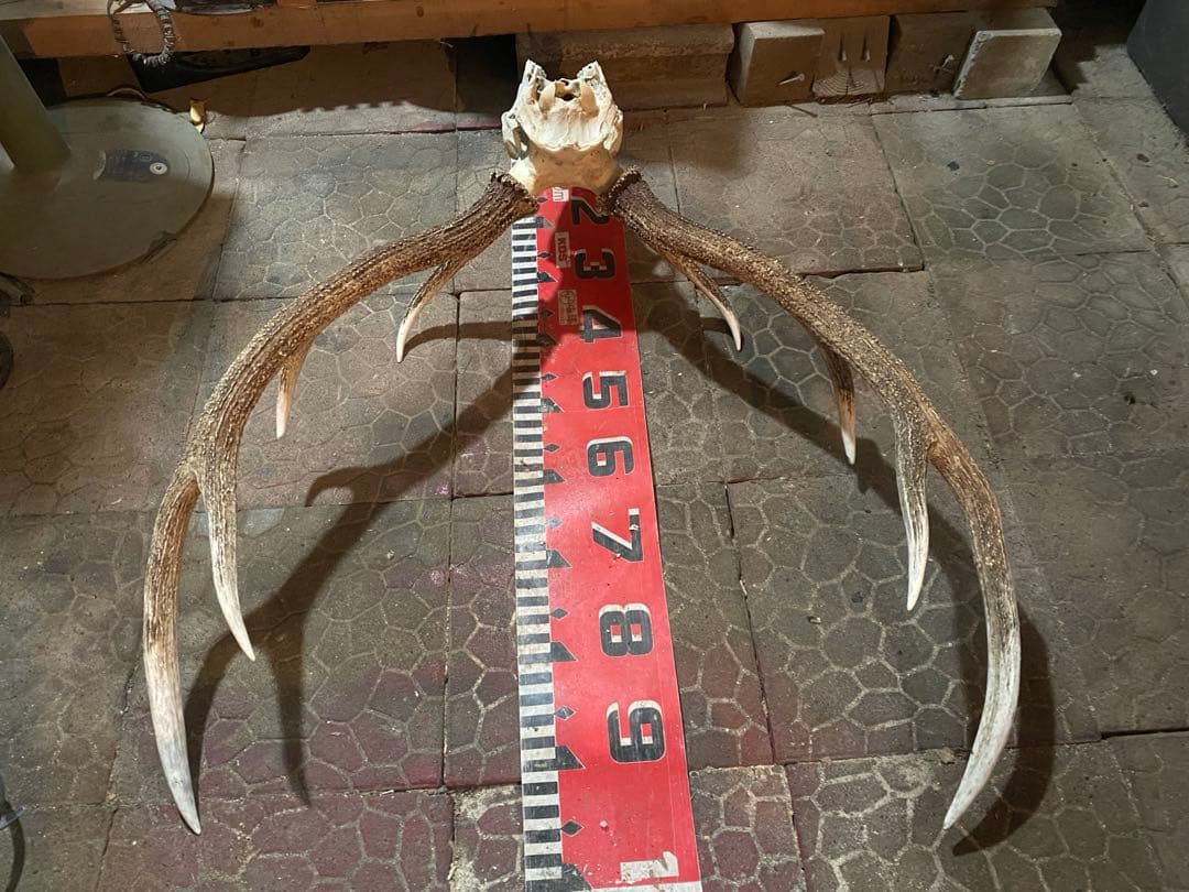 蝦夷鹿hunting trophy（deer skull）