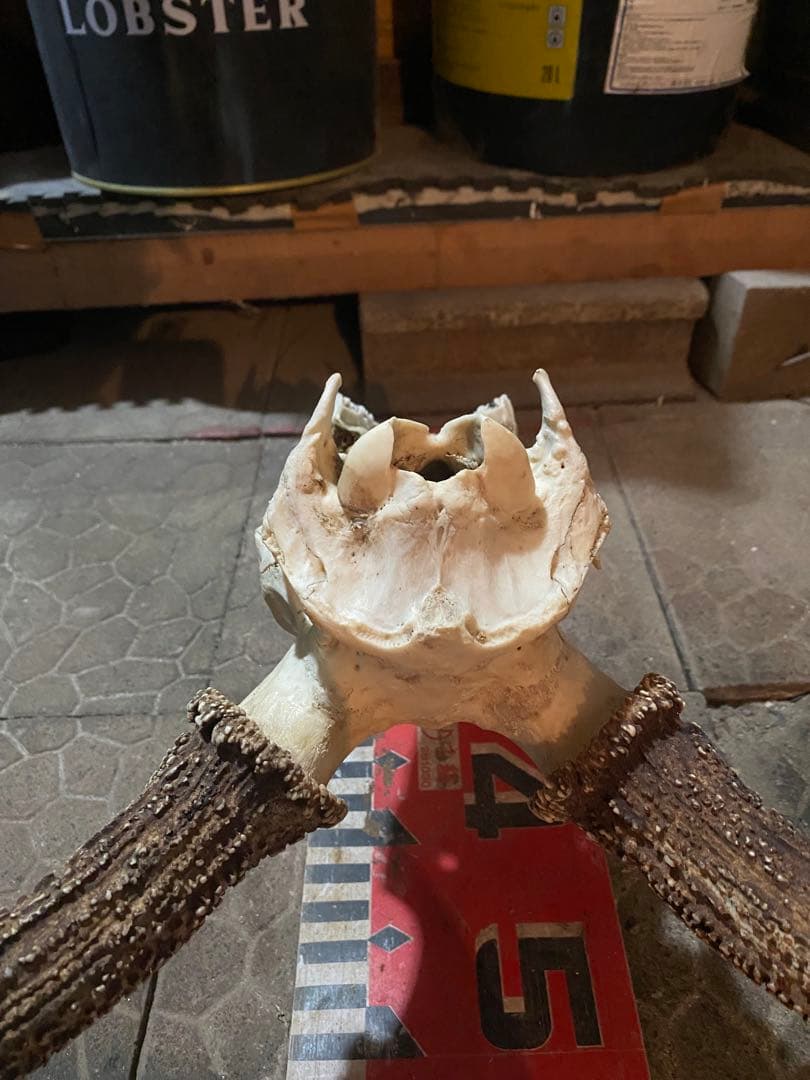蝦夷鹿hunting trophy（deer skull）