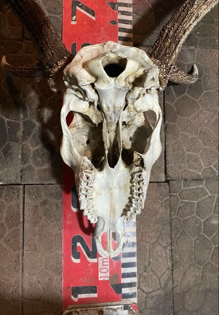 蝦夷鹿hunting trophy（deer skull）