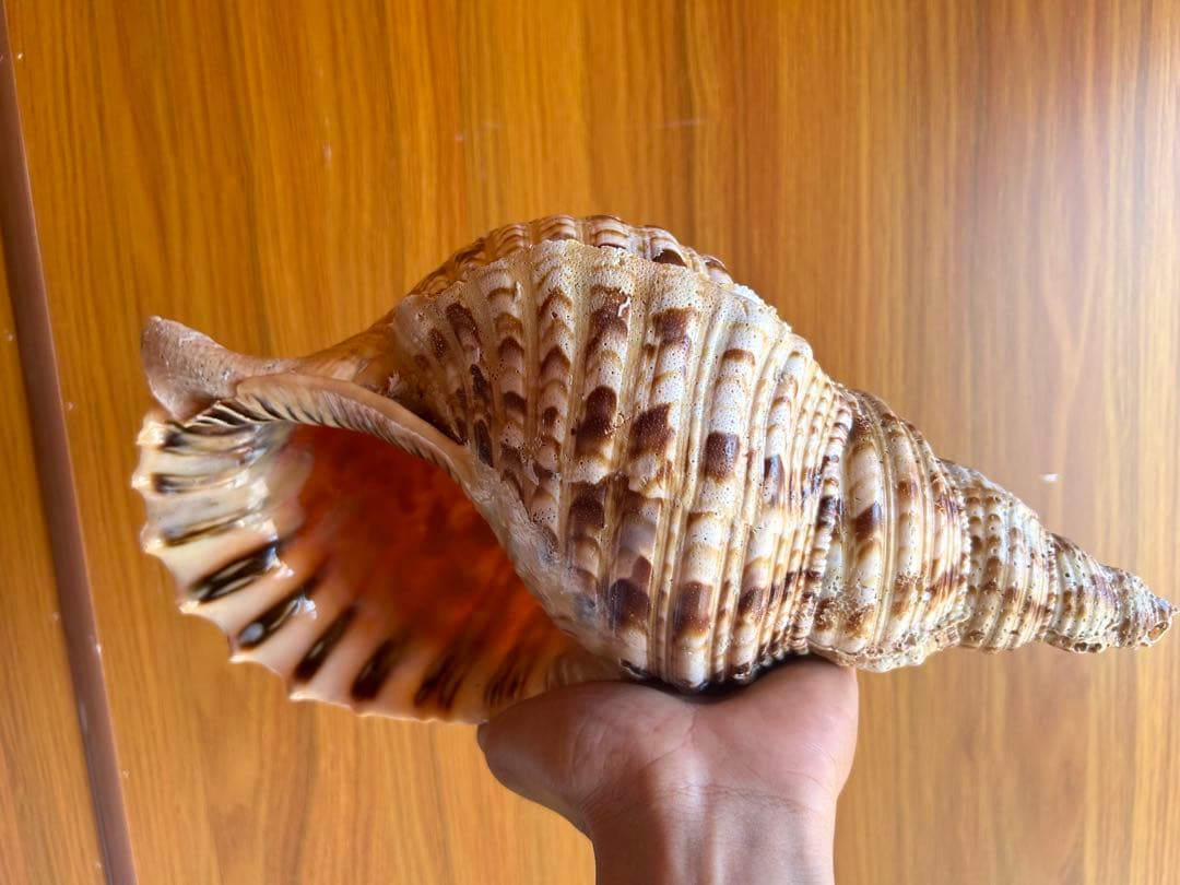 法螺貝33cm