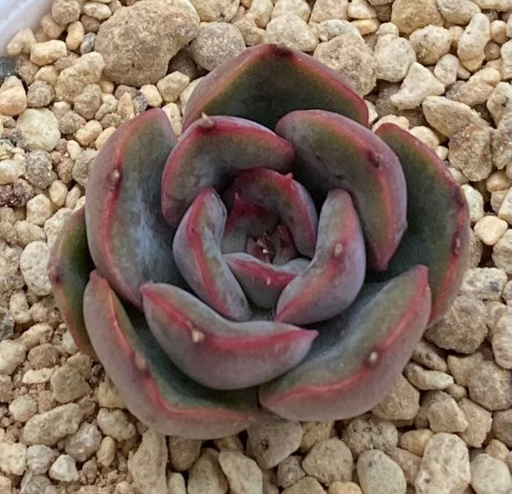 多肉植物　エケベリア　ヘラクレス