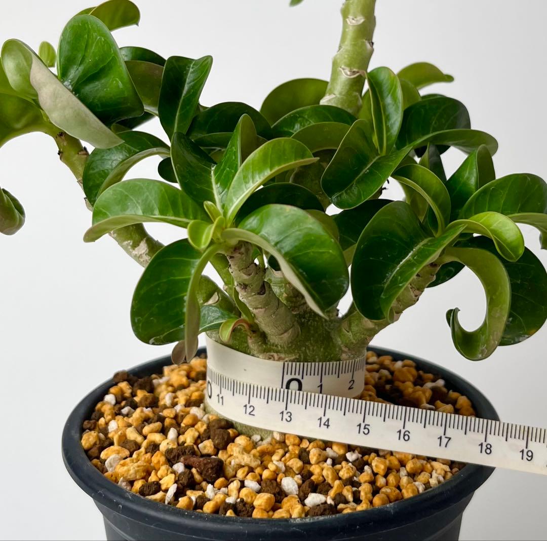 【獅子葉/DHA】ドーセットホーン アデニウム メデューサ 鉢植え D-1