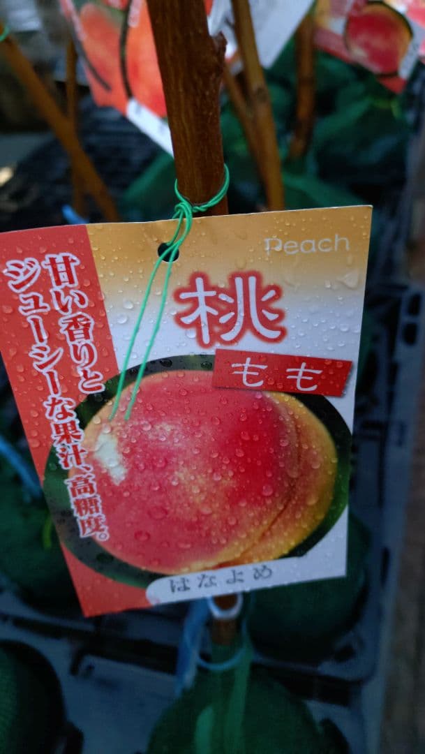 「はなよめ」＆「ちよひめ」セット販売品企画！