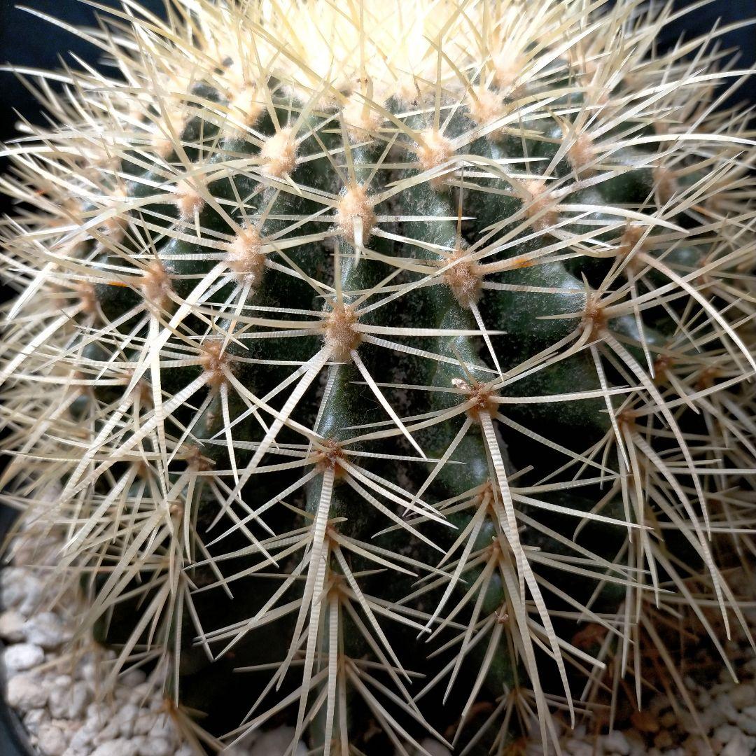 うーたん 金鯱 クレンレイニア エキノカクタス 地植え ドライガーデン