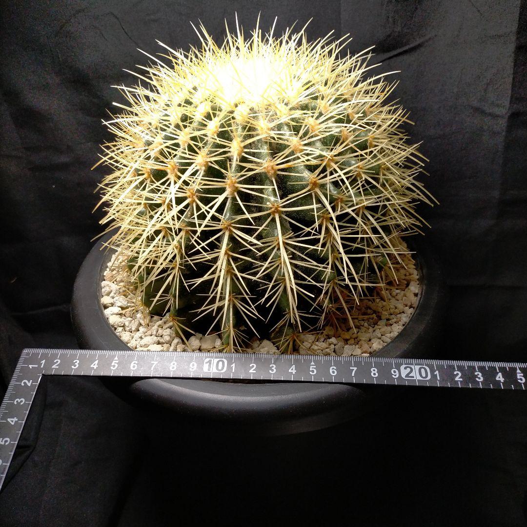 うーたん 金鯱 クレンレイニア エキノカクタス 地植え ドライガーデン