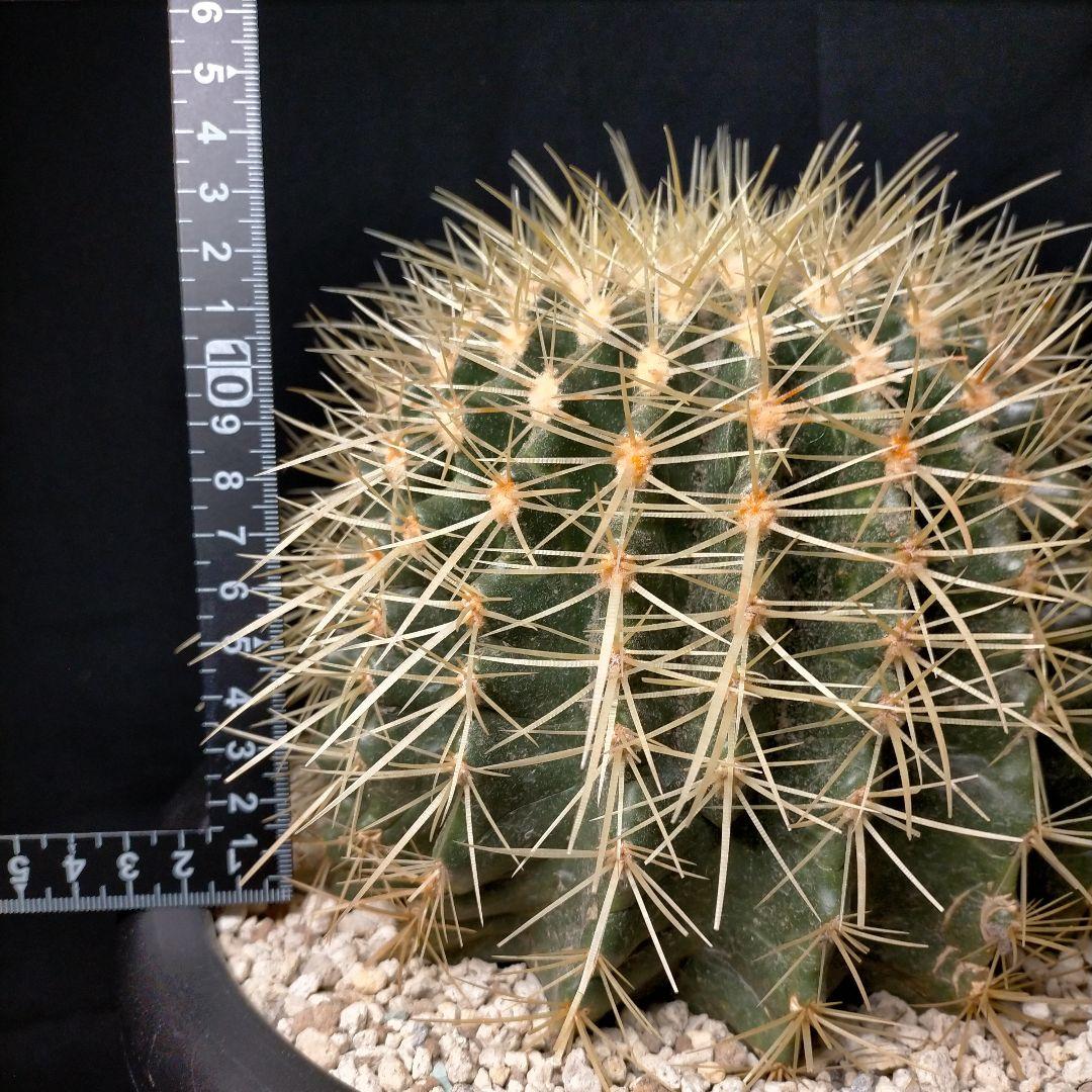 うーたん 金鯱 クレンレイニア エキノカクタス 地植え ドライガーデン