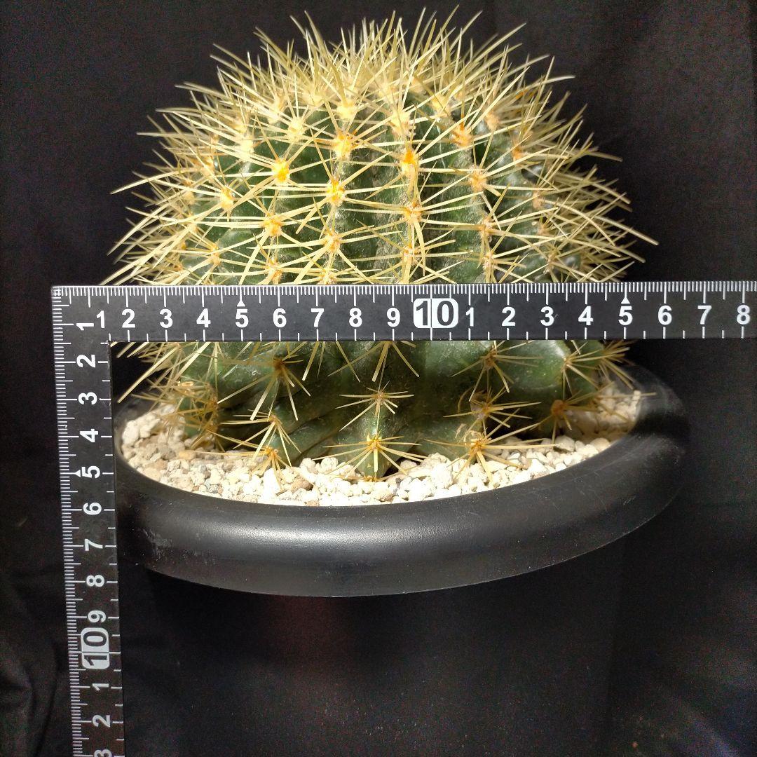 うーたん 金鯱 クレンレイニア エキノカクタス 地植え ドライガーデン