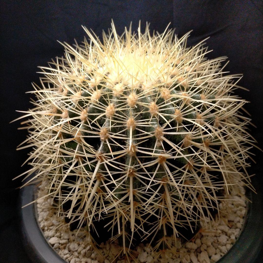 うーたん 金鯱 クレンレイニア エキノカクタス 地植え ドライガーデン