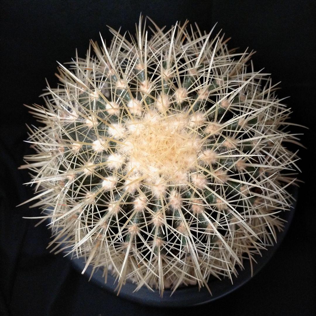 うーたん 金鯱 クレンレイニア エキノカクタス 地植え ドライガーデン