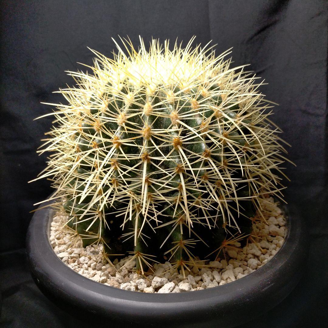 うーたん 金鯱 クレンレイニア エキノカクタス 地植え ドライガーデン