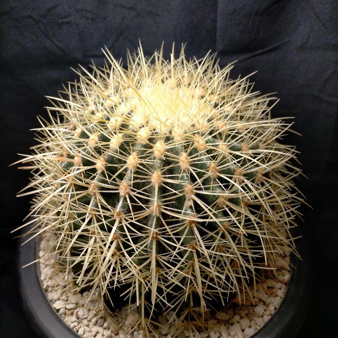 うーたん 金鯱 クレンレイニア エキノカクタス 地植え ドライガーデン