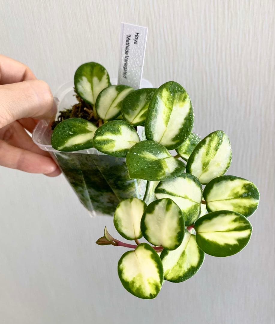 ホヤ　マチルダ　斑入り【hoya mathilda variegated】