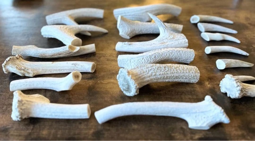 北海道産 蝦夷鹿の角 天然 19個 2,74kg 【3/21まで】