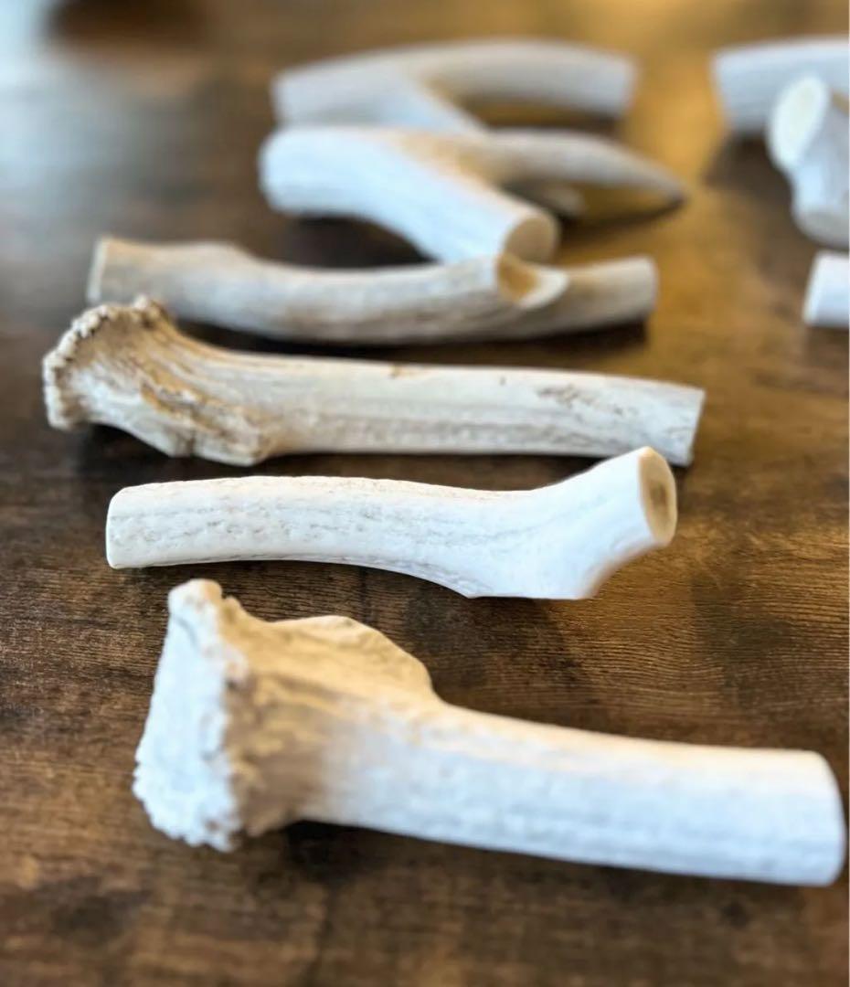 北海道産 蝦夷鹿の角 天然 19個 2,74kg 【3/21まで】