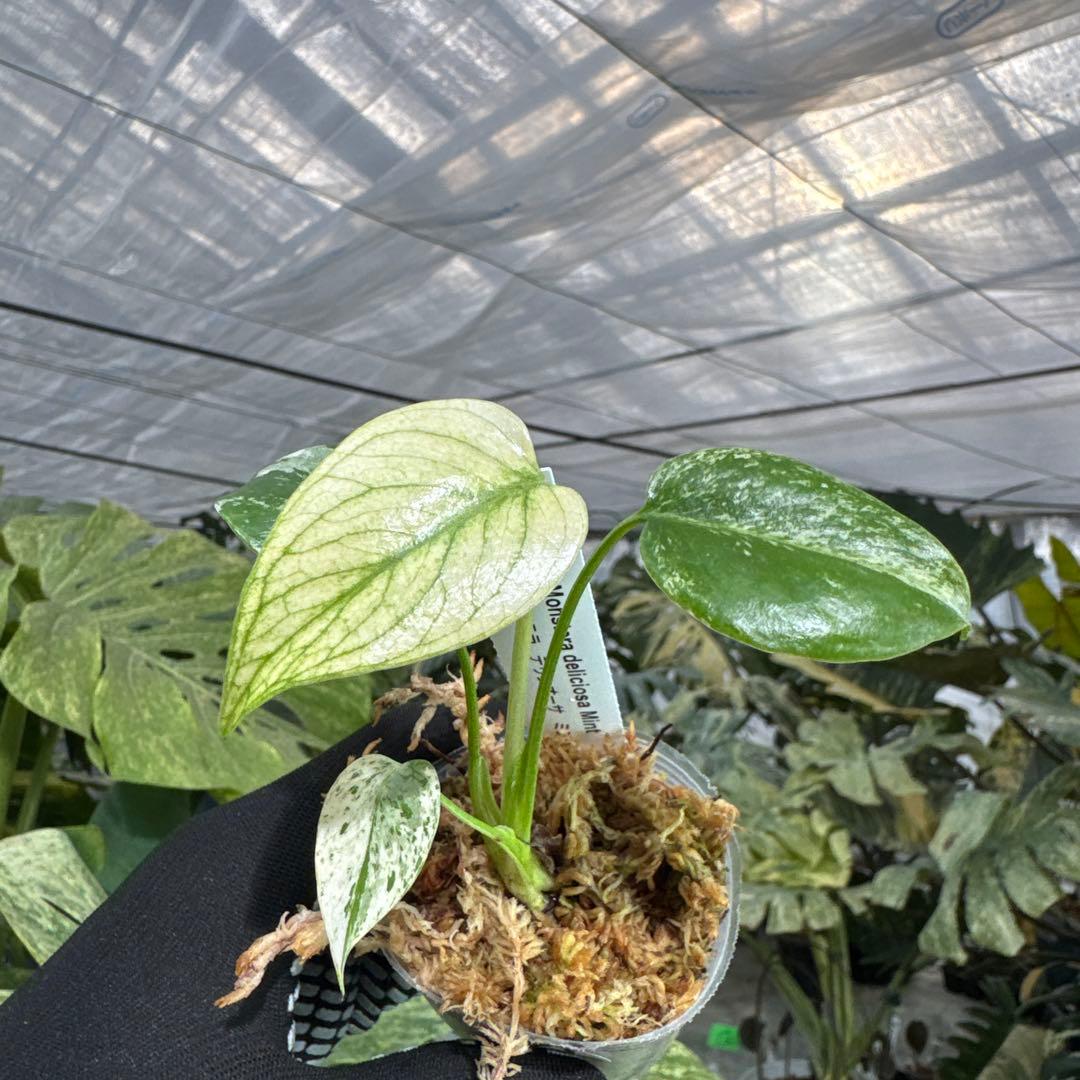 B5モンステラ　デリシオーサ　ミント斑入り　2寸ポリポット　ネコポス発送