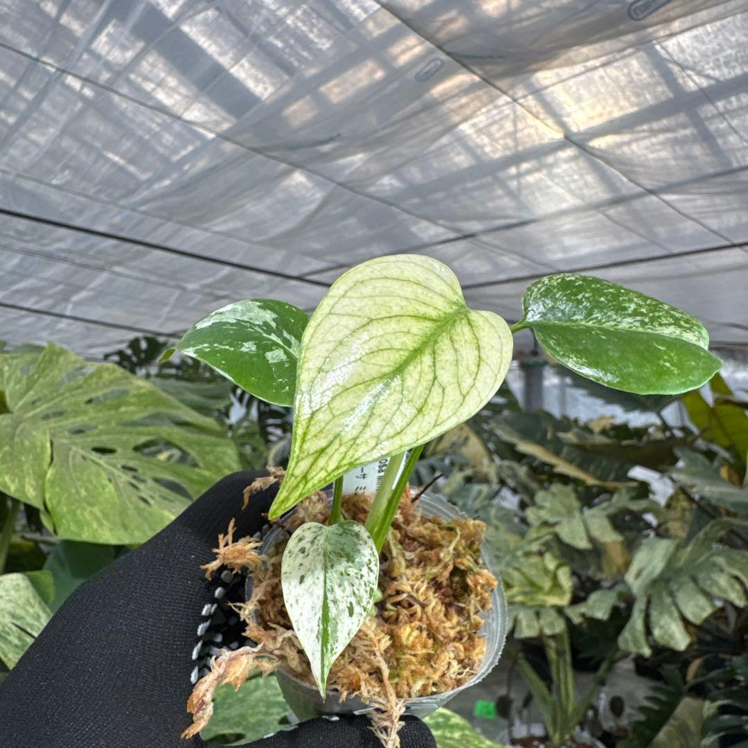 B5モンステラ　デリシオーサ　ミント斑入り　2寸ポリポット　ネコポス発送