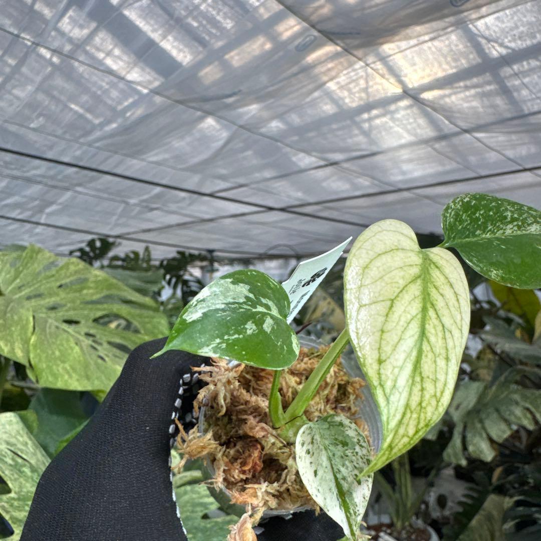 B5モンステラ　デリシオーサ　ミント斑入り　2寸ポリポット　ネコポス発送