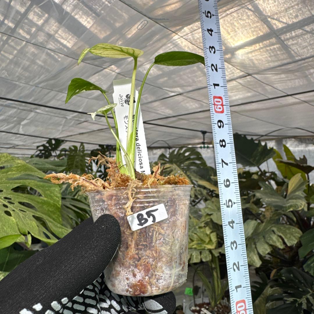 B5モンステラ　デリシオーサ　ミント斑入り　2寸ポリポット　ネコポス発送