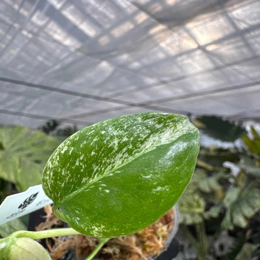 B5モンステラ　デリシオーサ　ミント斑入り　2寸ポリポット　ネコポス発送