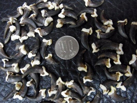 コヨーテ　coyote　爪 20本セット（ブラック）