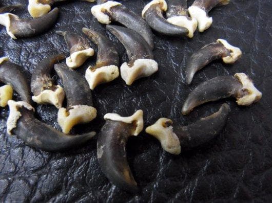 コヨーテ　coyote　爪 20本セット（ブラック）