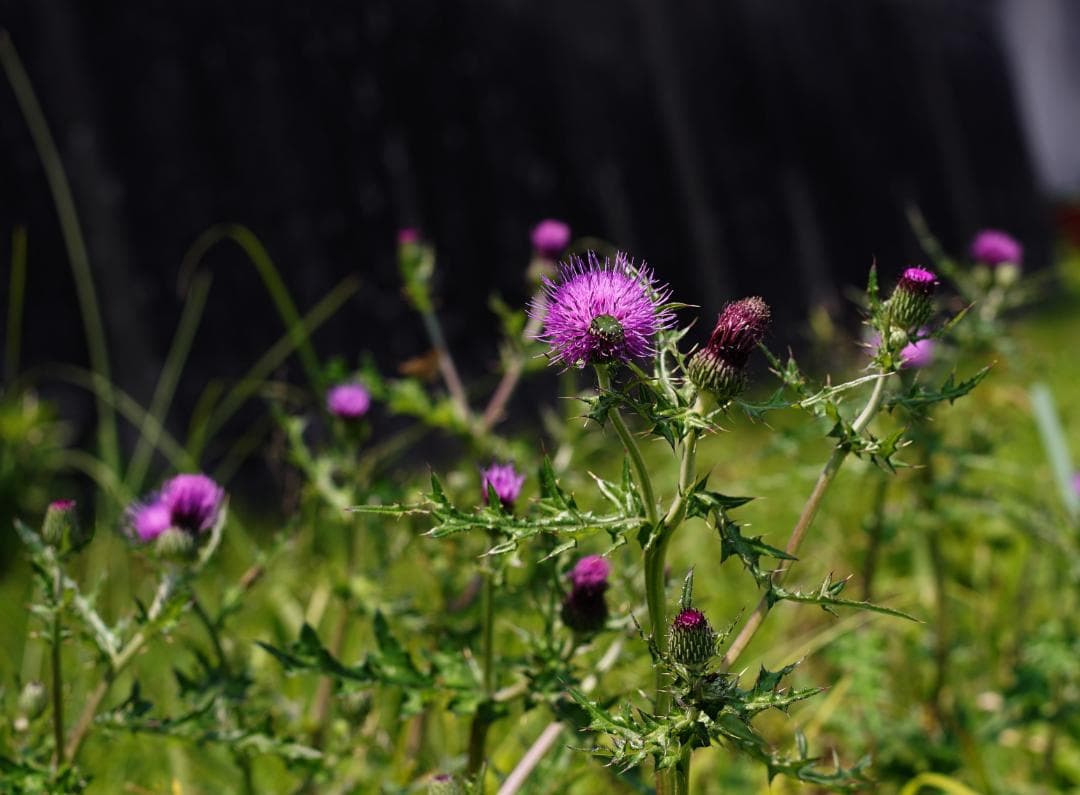 MINOLTA MD ROKKOR 50㎜F1.4