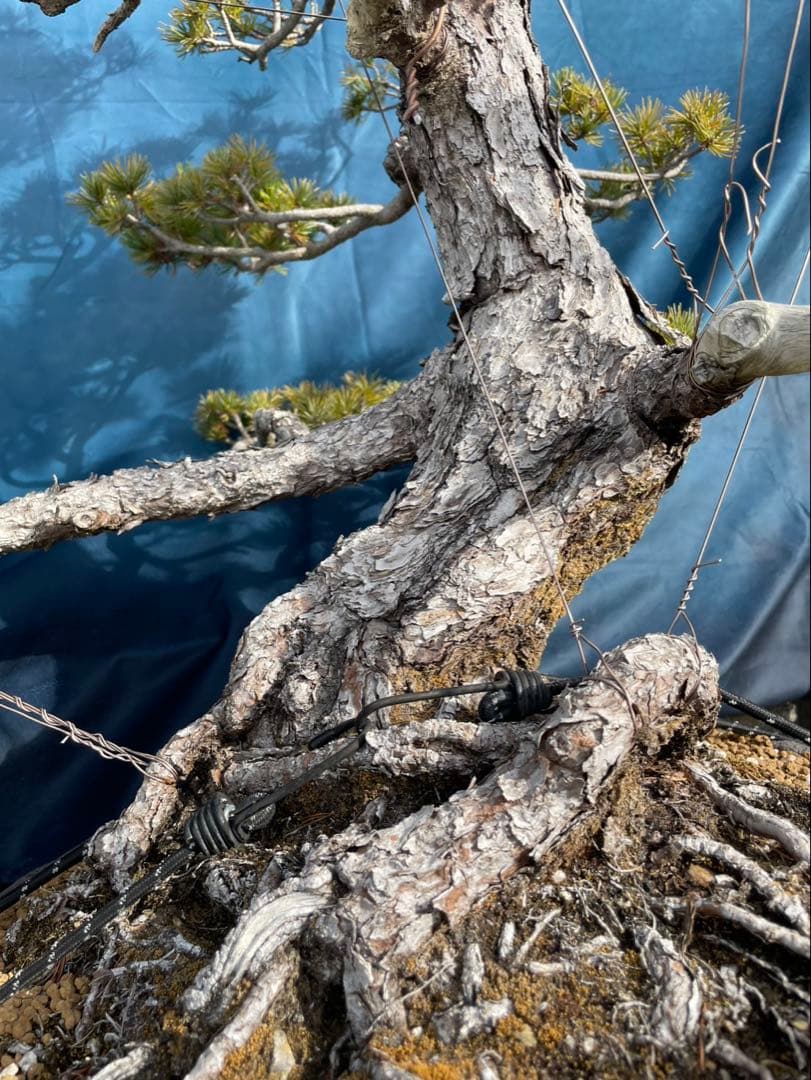 【五葉松】大品盆栽　黒松　赤松　真柏　※引き取り限定！