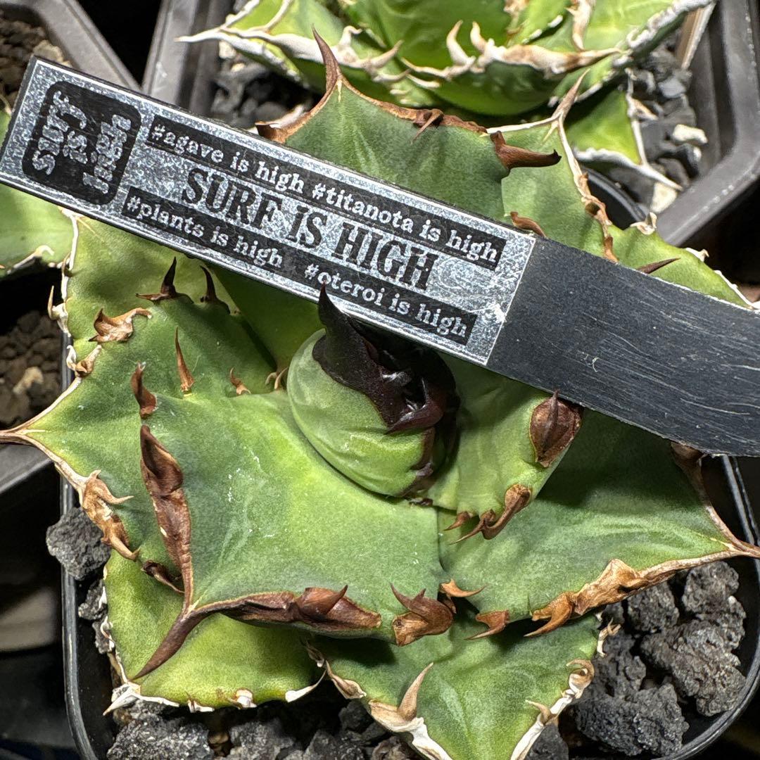 アガベチタノタ　翼竜　プテラノドン　中株