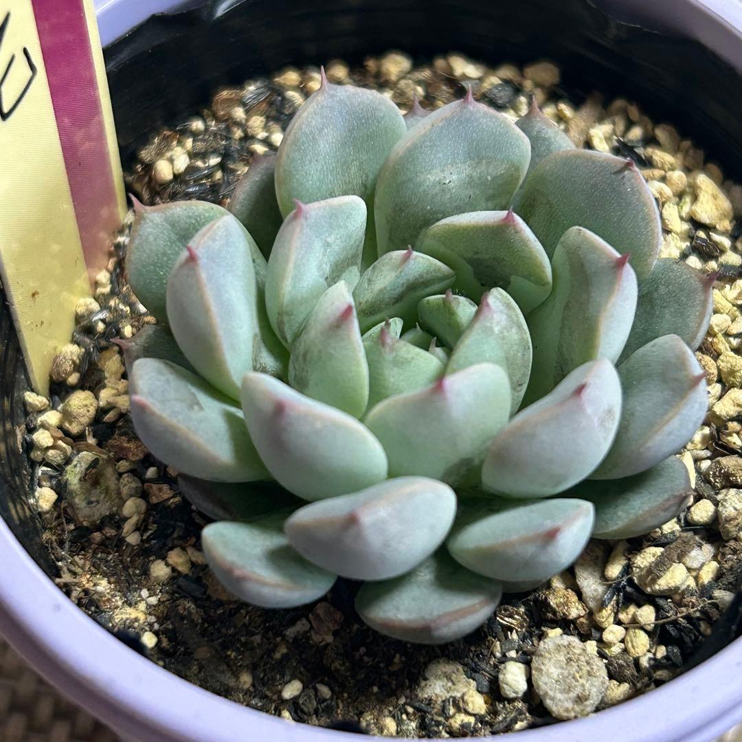 白玉美尼 おらいさん苗 ポットごと発送 多肉植物