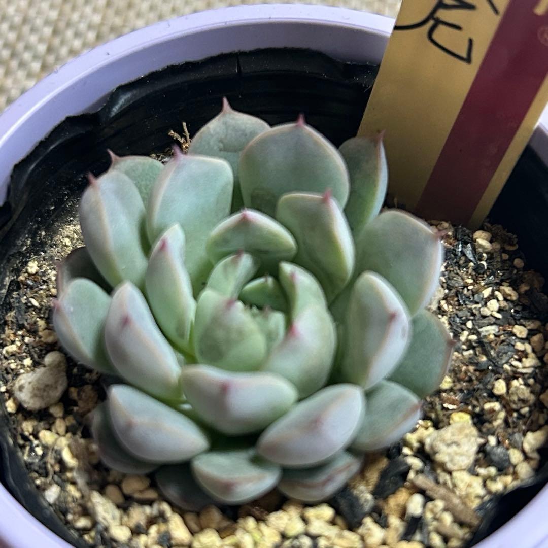 白玉美尼 おらいさん苗 ポットごと発送 多肉植物