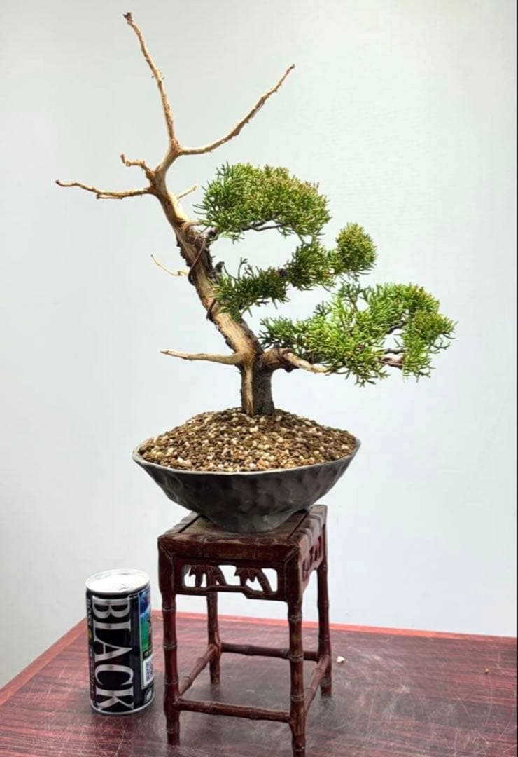 真柏 盆栽 シンパク ジン・シャリ 樹形良好 小品 一点物