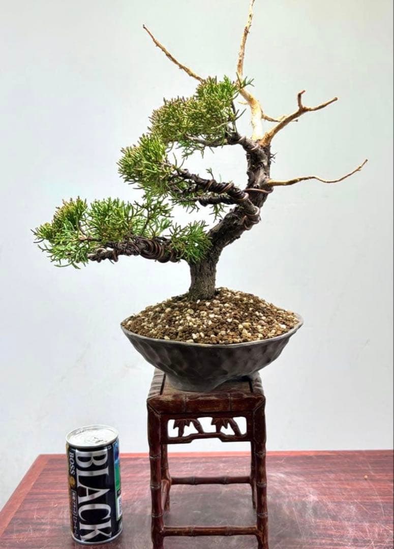 真柏 盆栽 シンパク ジン・シャリ 樹形良好 小品 一点物