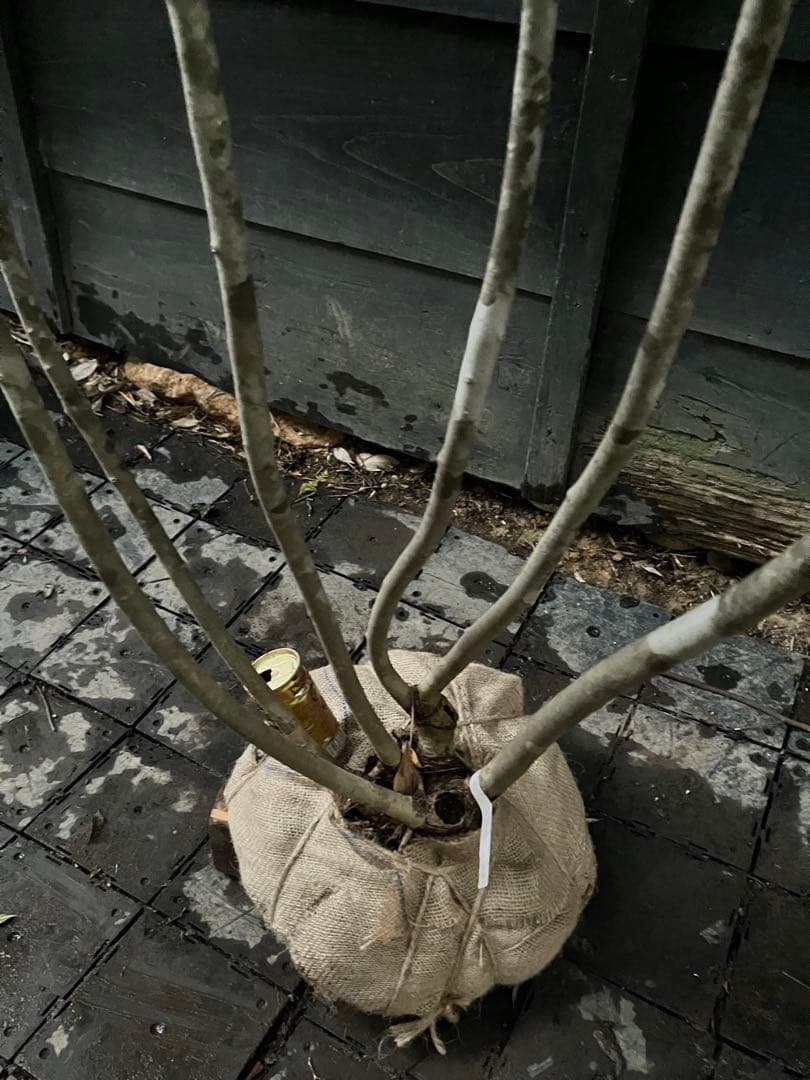 a.o.　300 山採り　アオダモ