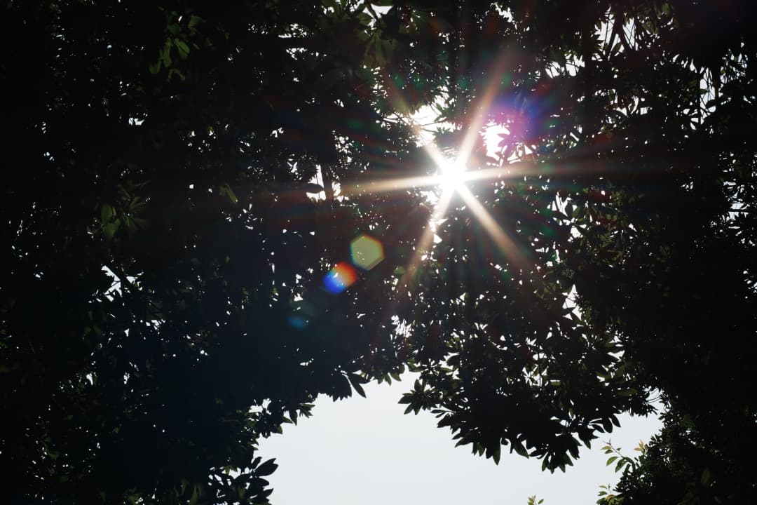 【極美品】Carl Zeiss Planar 50mm F1.4 MMJ 157