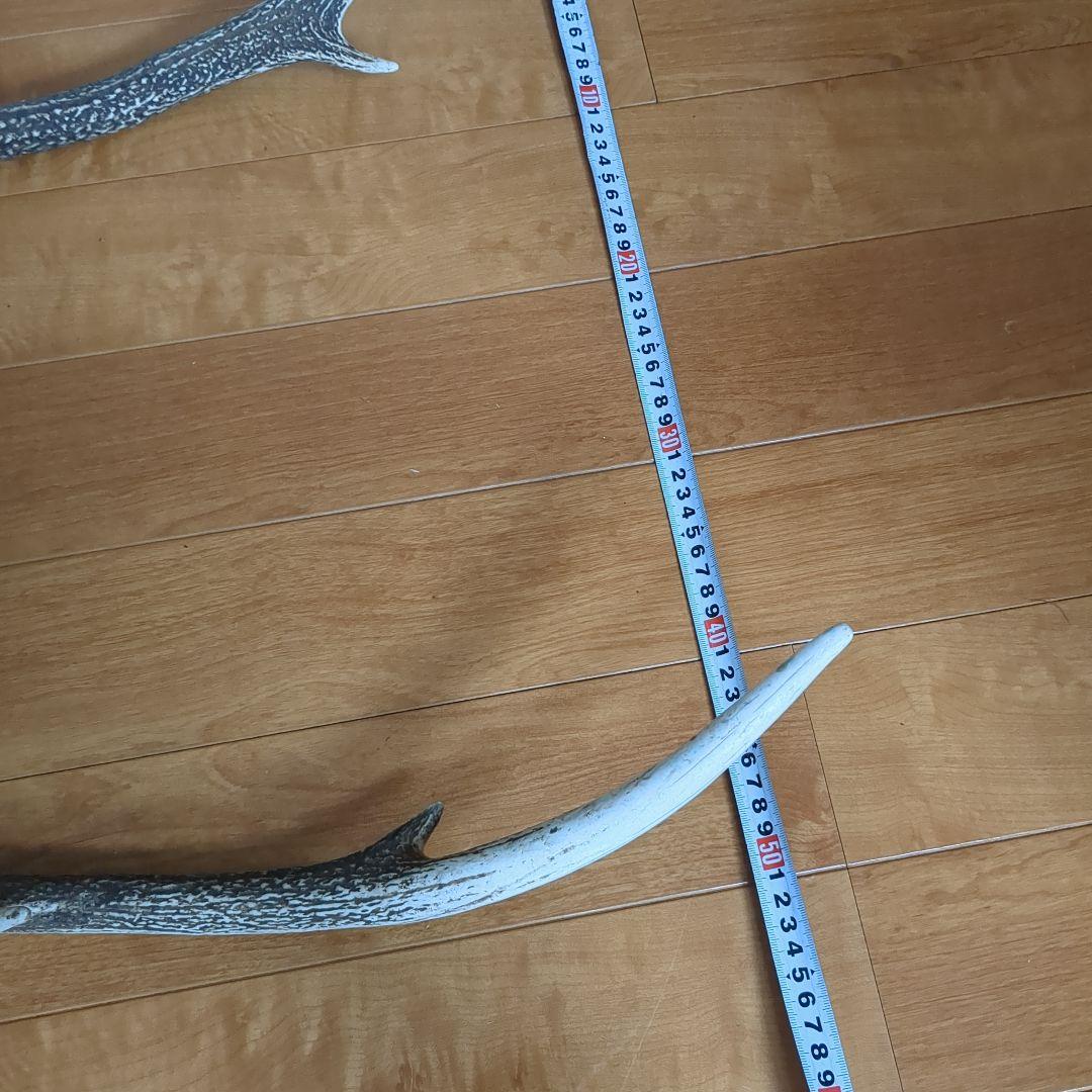 鹿の角