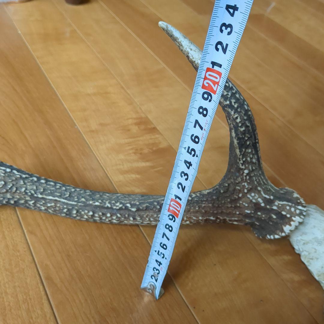 鹿の角