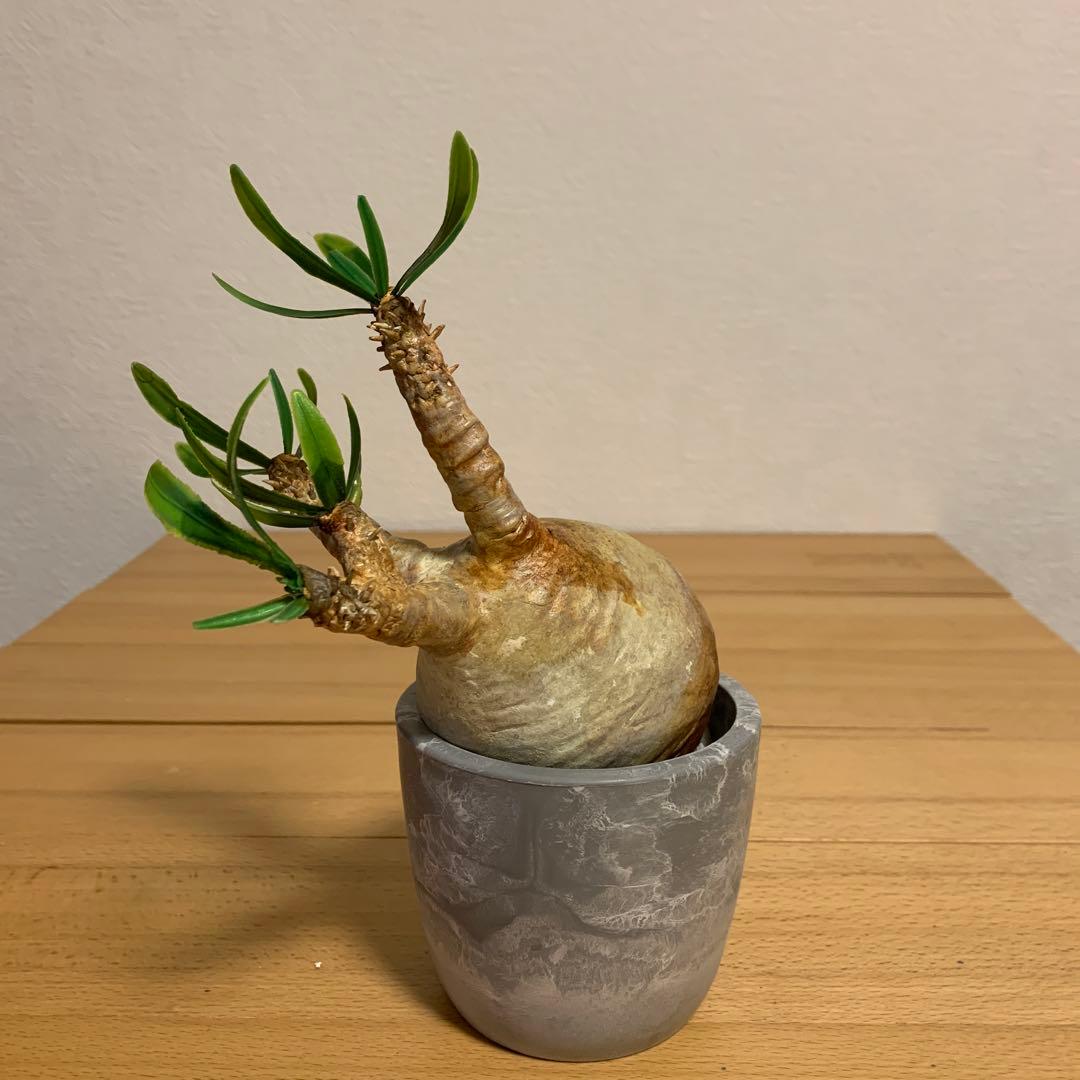 パキポディウム　グラキリス ver2-3 ※ハンドメイド作品です