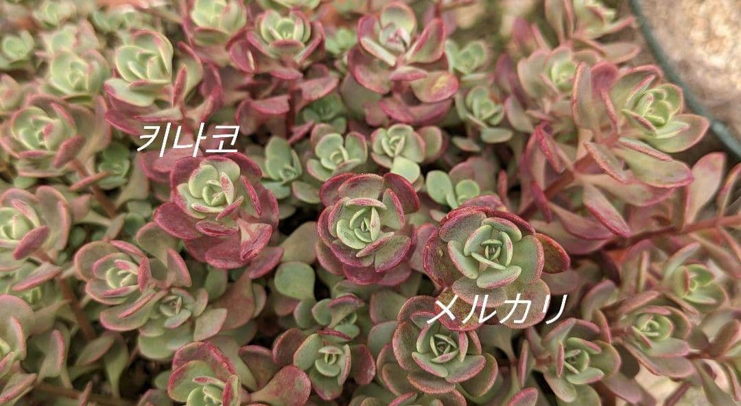 ６月いっぱい♡赤葉日高ミセバヤ カット苗 多肉植物