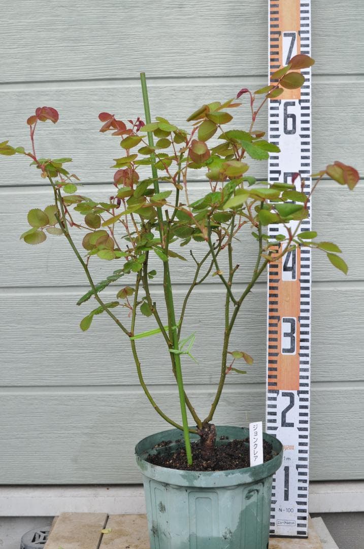 ジョンクレア　6号スリット　ER　芽接ぎ苗　イングリッシュローズ